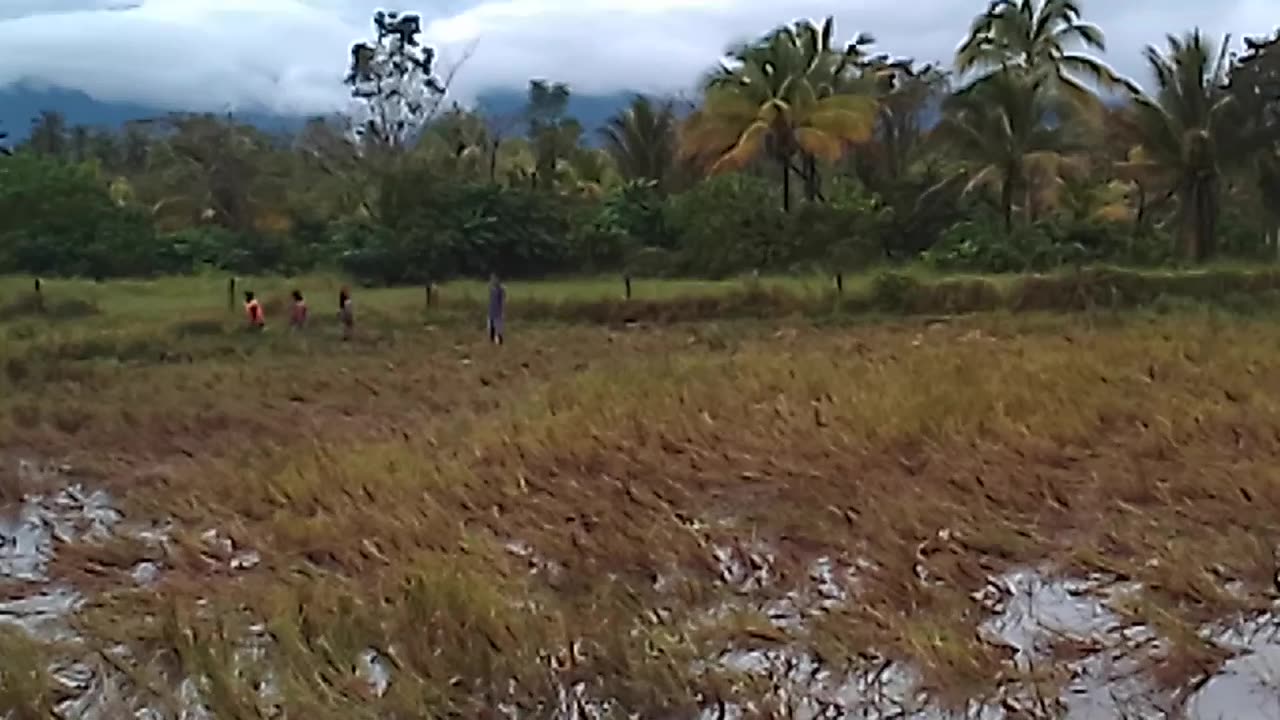 Rice farm