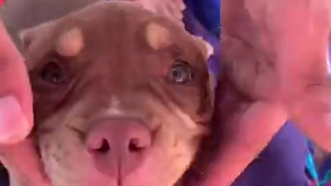 Cute and Funny Dog Videos Compilation, really cute and funny