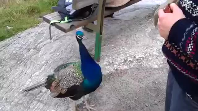 Jumping Peacock