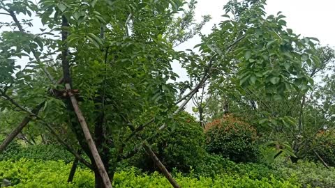 The tree is covered with green leaves