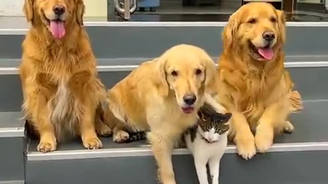TWO DOGS HELP THE CAT TO TAKE A PICTURE