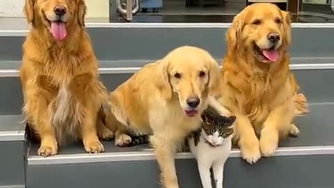 TWO DOGS HELP THE CAT TO TAKE A PICTURE