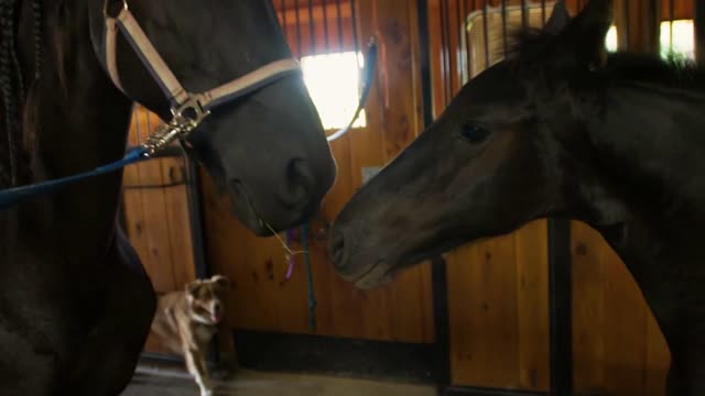 Farm dog watches young horse nuzzle & cuddle its mother inside horse stables