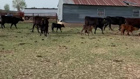 40-First Calve Angus pair.