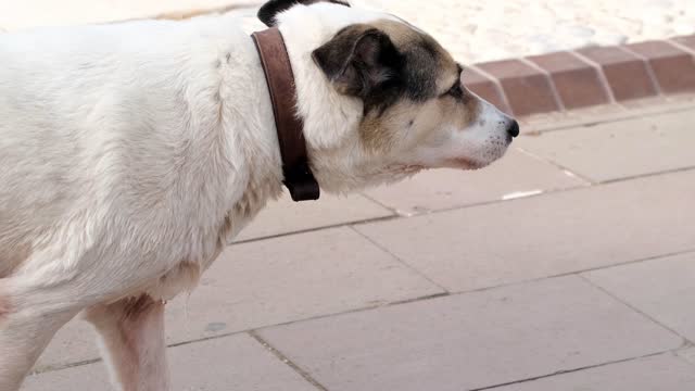 A homeless dog tries the pool in a tourist center