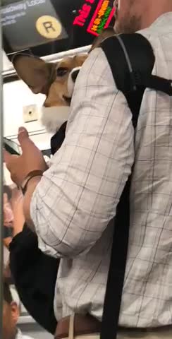 Corgi on baby carrier held by man