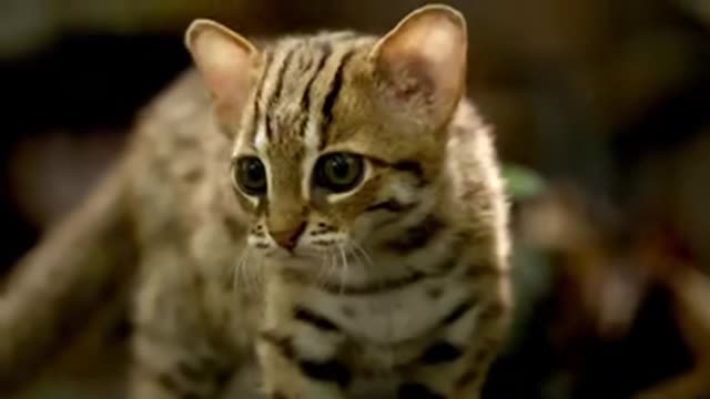 The rusty-spotted cat is the smallest wild cat in Asia