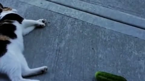 The tyranny is not happy, the cat is funny video