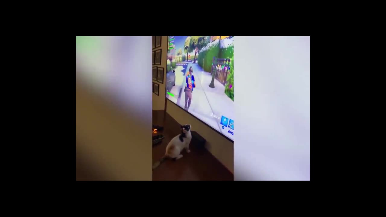 Funny Video Animal! Unpredictable Cat 2023