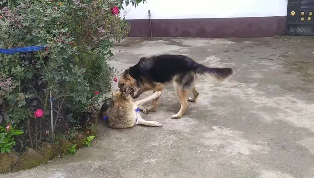 German Shepherd in playing mood