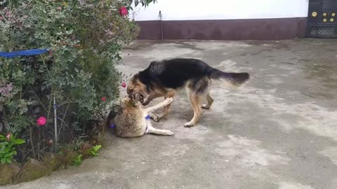 German Shepherd in playing mood