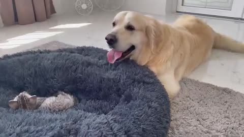 Golden Retriever Shocked by a Kitten occupying his bed!