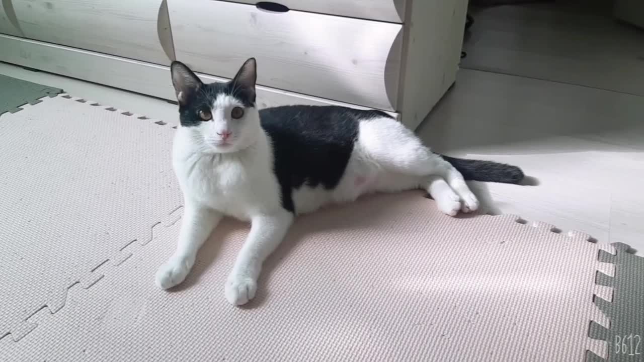 Pretty cat happy