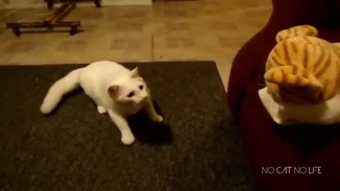 Best Scared & Startled Cats Compilation