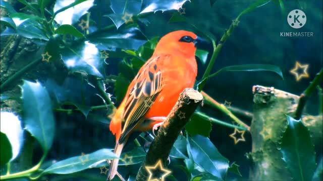 Red fody with beautifull tail