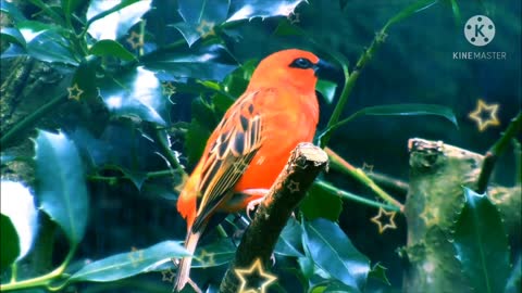 Red fody with beautifull tail