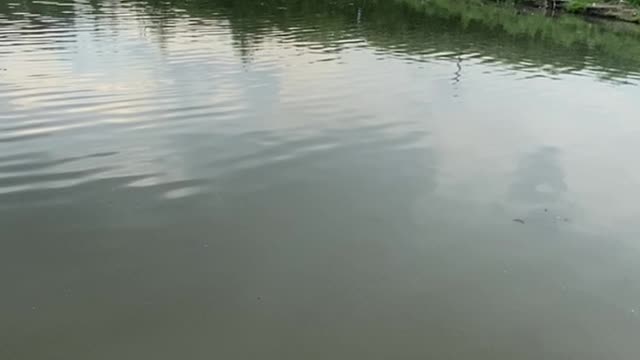 water is clear