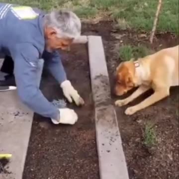 Best helper ever with so much energy