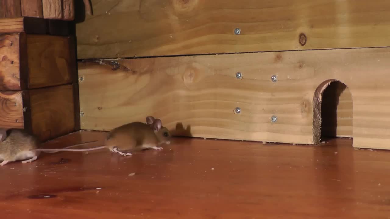 Cat TV ~ Mice in The Jerry Mouse Hole 🐭 8 HOURS 🐭 Videos for Cats