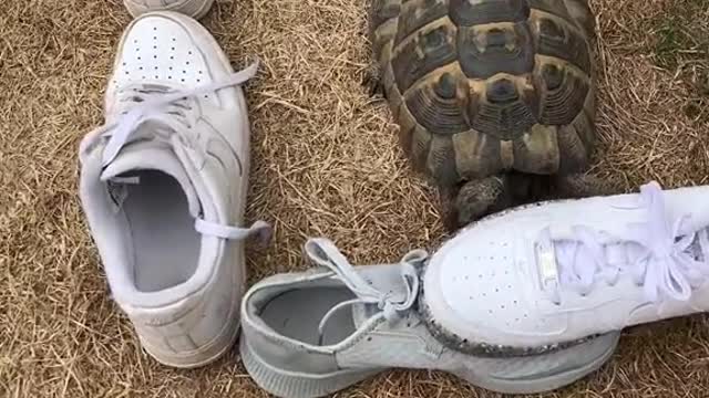 Tommy V. Maze of white shoes (Disclaimer Tommy was not hurt in the making of this)