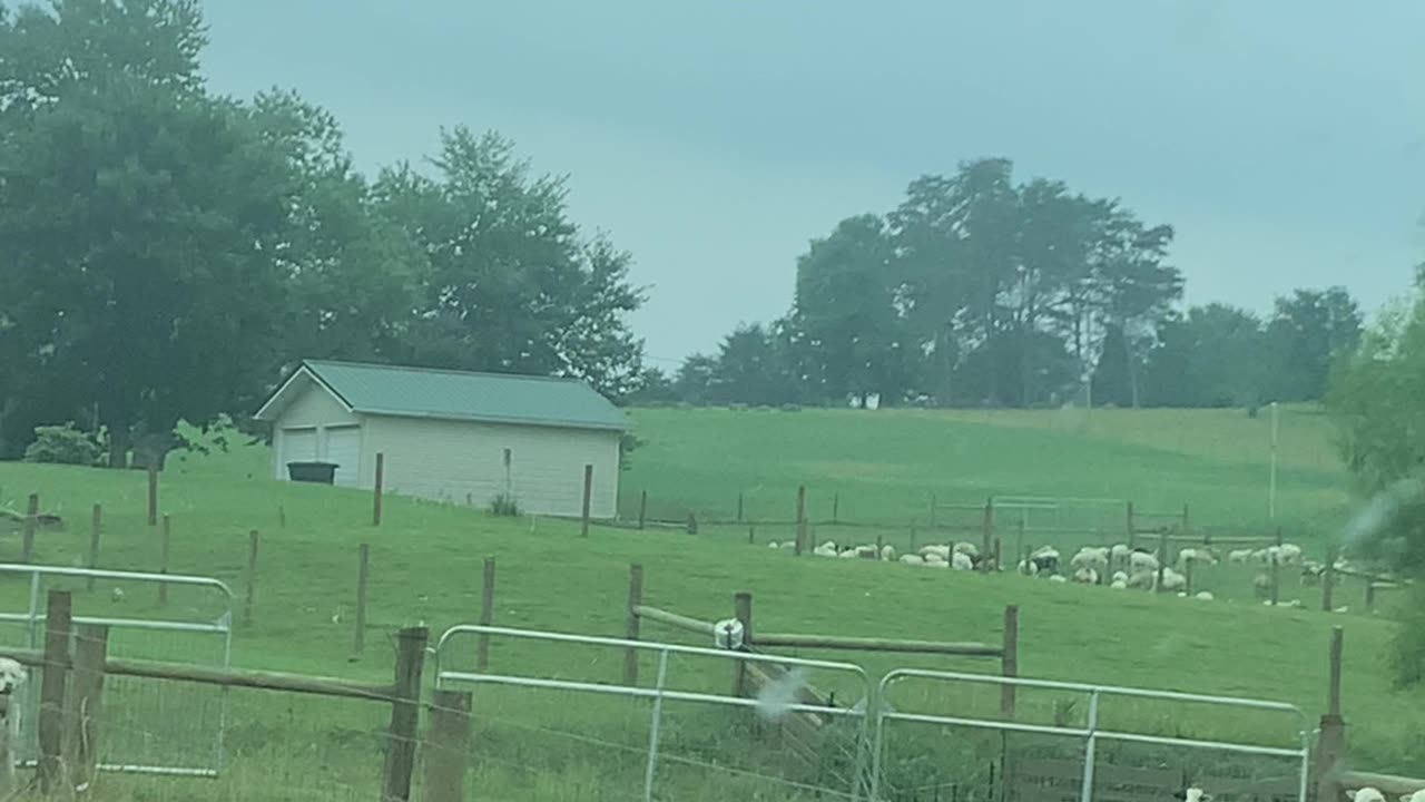 Two Slow Sheep Block Traffic