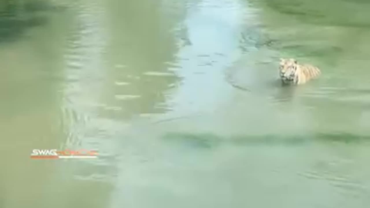 Duck and tiger/ tiger and duck / funny video