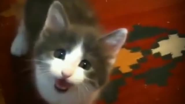 Cat was crying just because i was leaving home🐈