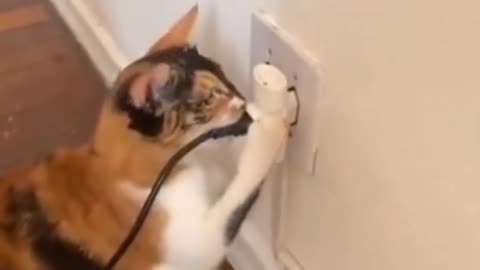 funny videos are fun and entertainment