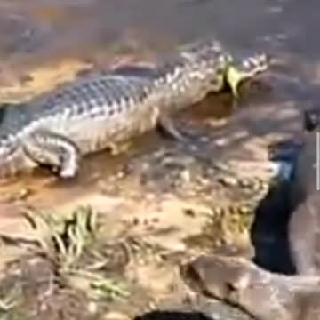 Otter vs crocodile