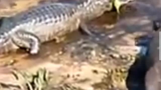 Otter vs crocodile