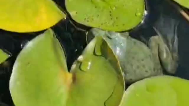 A swimming frog