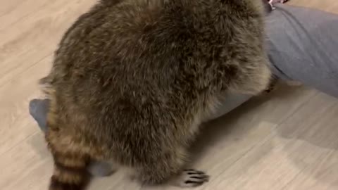 Playtime with Pet Raccoon