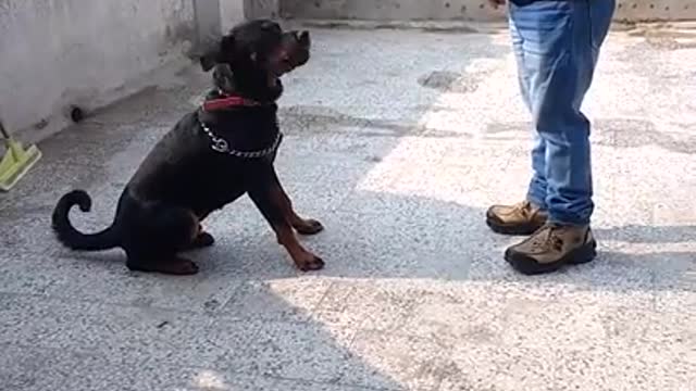 dog training