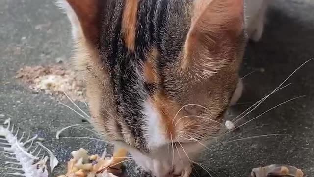 Eat small fish