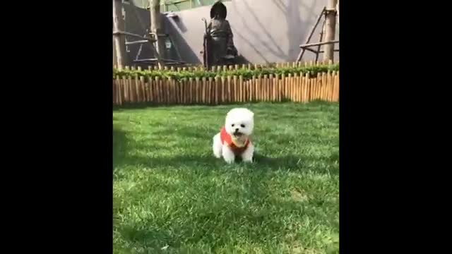 Funniest animals
