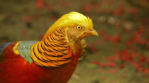 Golden pheasant