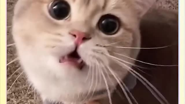 Cute and funny cat that you rarely see