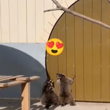 Cutest Animals You'll Ever See! SO CUTE! 🐾