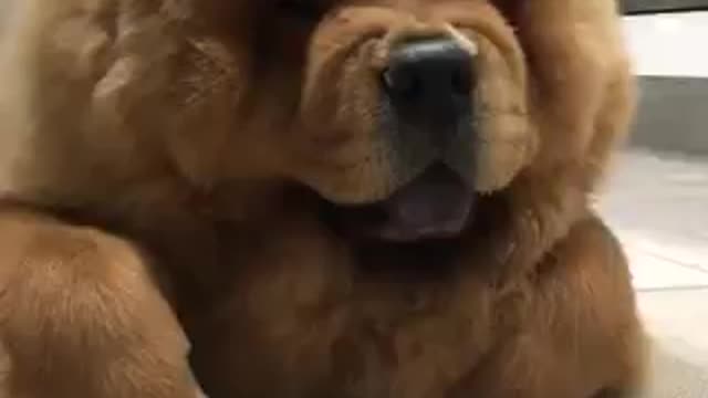 All year puppy