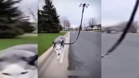 DRONE DOG TAKES TO RIDE.