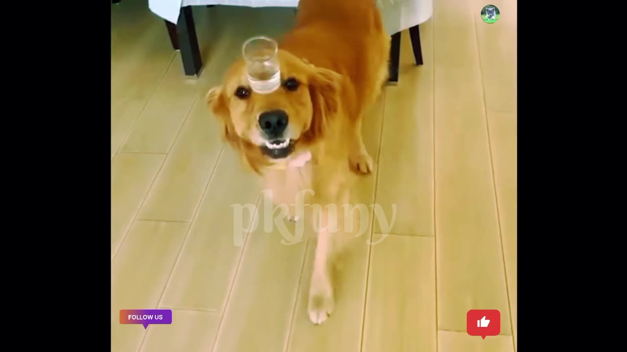 Dog funny video