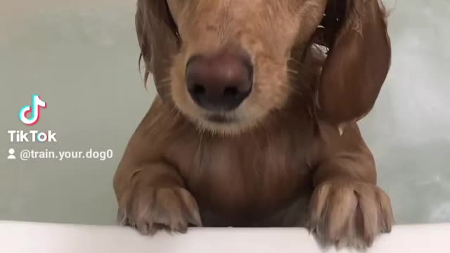 Cute dog in shower