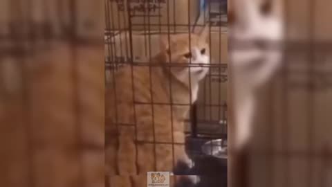 Funniest Cats and Dogs Videos 2024 😹🐶 Best Funny Animal Videos 😂 P1