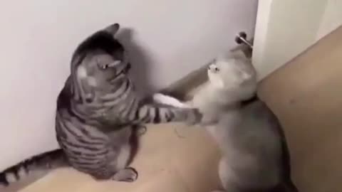 Funny Cat Video 2022