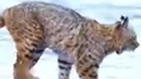 Tiger jump