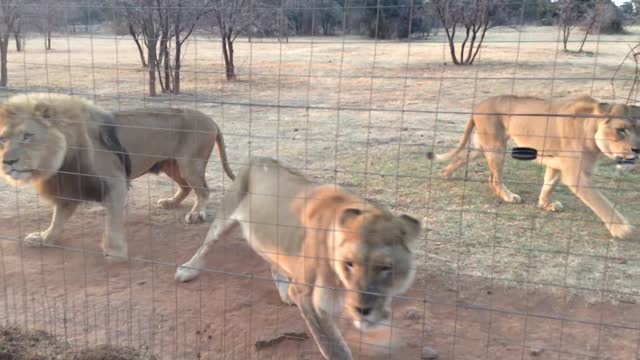 Hungry lions getting meat. AFRICA