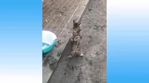 animals funny - moments