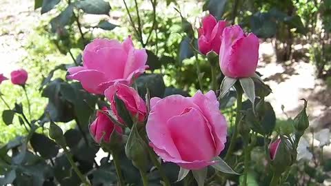 Natural Beautiful Flowers Video