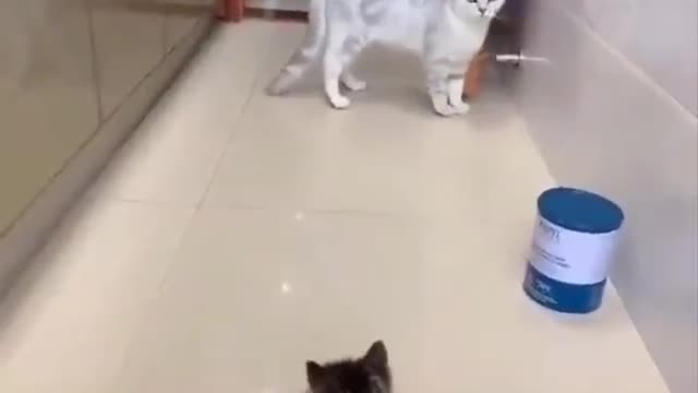 Little Kitten scared a Cat. So funny