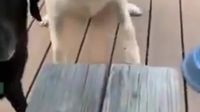 Cute and Funny Dog Videos Compilation